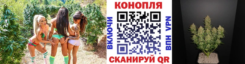 Бошки марихуана Amnesia  Зима 
